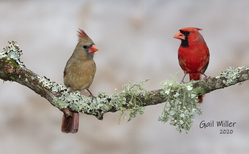 Northern Cardinals, female and male. 
