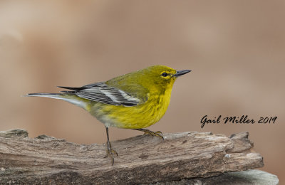 Pine Warbler, male.