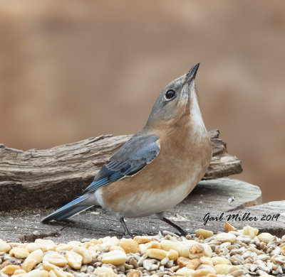 Eastern Bluebird, female.