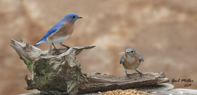 Eastern Bluebird, male and female.