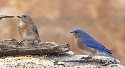 Eastern Bluebird, female and male.