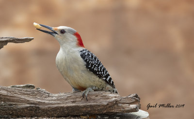 Red-bellied Woodpecker, female.