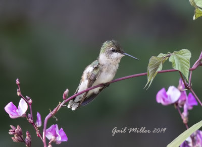 Hummingbirds 2019