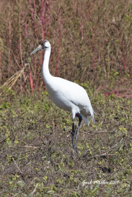 Rare-to-Arkansas, a Whooping Crane at Holla Bend Wildlife Refuge, Dardanelle, AR.