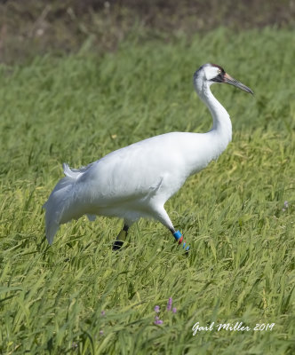 Rare-to-Arkansas, a Whooping Crane at Holla Bend Wildlife Refuge, Dardanelle, AR.