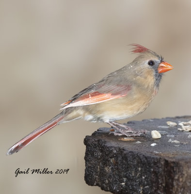 Female Cardinal With Light-Colored Primary Feathers