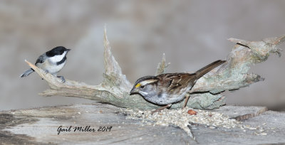 Carolina Chickadee and White-throated Sparrow