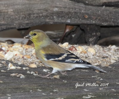 American Goldfinch