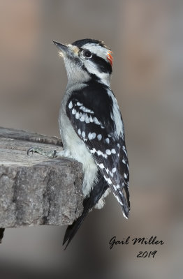 Downy Woodpecker, male
