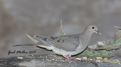 Mourning Dove