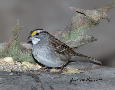 Partially Leucistic White-throated Sparrow