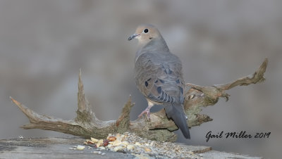 Mourning Dove