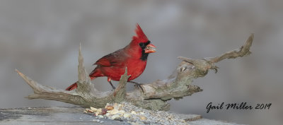Northern Cardinal, male.