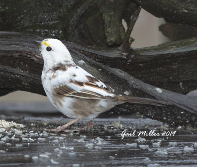 Partially leucistic White-throated Sparrow.  Third Winter to visit me. 