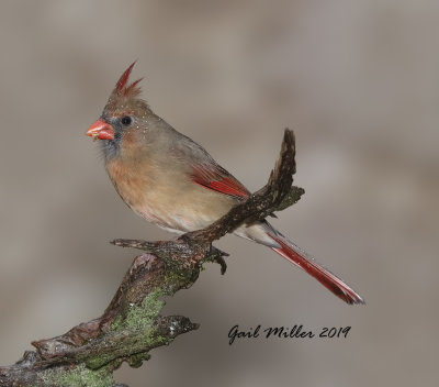 Northern Cardinal, female.