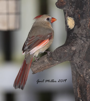 Northern Cardinal, female.
This is Lucy, she has leucistic (light colored) wing feathers. 
