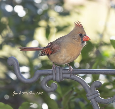 Northern Cardinal, female