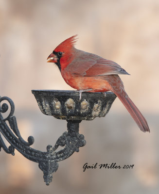 Northern Cardinal, male