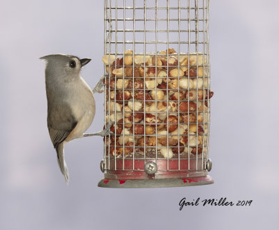 Tufted Titmouse