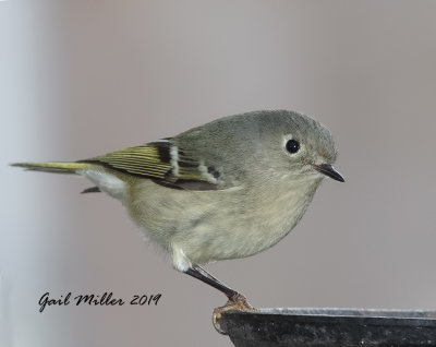 Ruby-crowned Kinglet