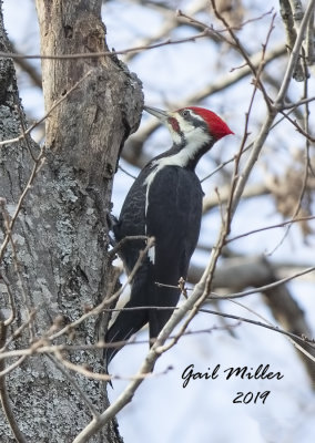 Plieated Woodpecker, at home.
