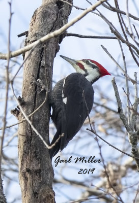 Plieated Woodpecker
