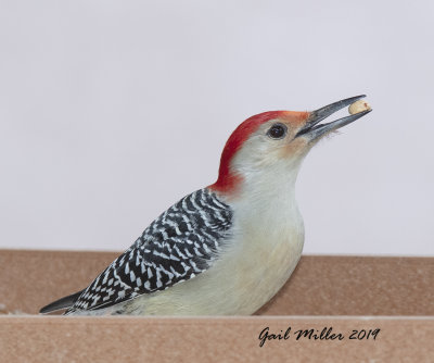 Red-bellied Woodpecker, male.