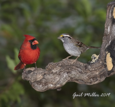 Northern Cardinal, male and White-throated Sparrow