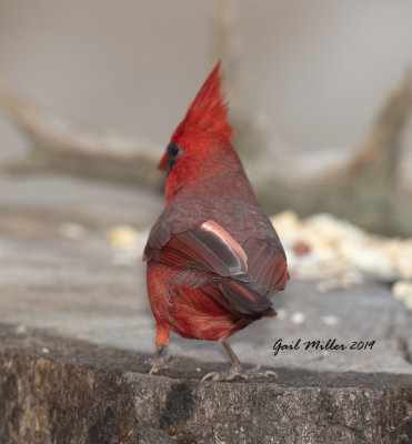 Northern Cardinal, male.  Leucistic wing, one of Lucy's young. 
