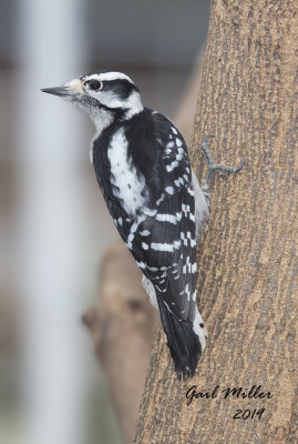 Downy Woodpecker