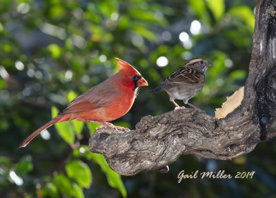 Northern Cardinal, male and White-throated Sparrow