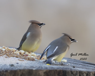 Cedr Waxwings
Eating sunflower chips at my feeder station!! 
Photo taken through a closed window. 