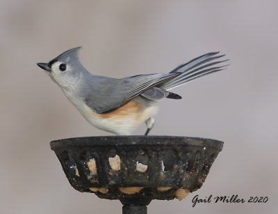 Tufted Titmouse