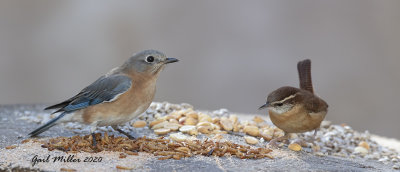 Eastern Bluebird, female and Carolina Wren