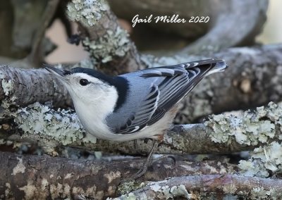 White-breasted Nuthatch, male