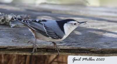 White-breasted Nuthatch, male