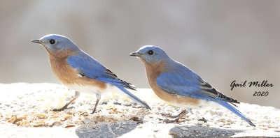 Eastern Bluebird, males