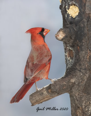 Nothern Cardinal, male