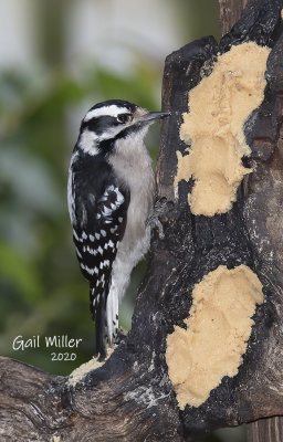 Downy Woodpecker, female. 