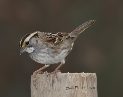 White-throated Sparrow. 
