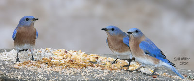 Estern Bluebird, males. 