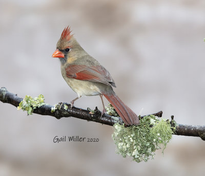 NOrthern Cardinal, female. 