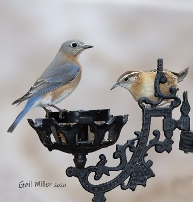 Easstern Bluebird, female.  Carolina Wren.
Mealworm feeder is an antique lamp holder.  