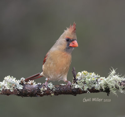 Northern Cardinal, female. 
