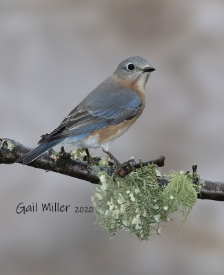 Eastern Bluebird, female. 