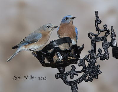 Eastern Bluebirds, female and male. 