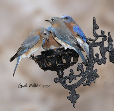 Eastern Bluebirds eating live mealworms. 