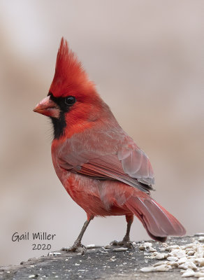 Northern Cardinal, male. 