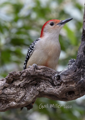 Red-bellied Woodpecker, male. 