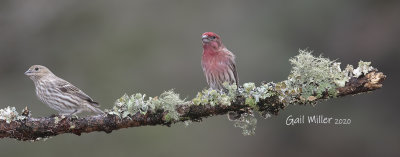 House Finch, female and male. 